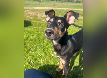 Fosquito, ein katzenverträglicher Gute Laune Hund