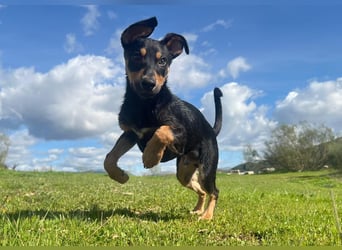 Fosquito, ein katzenverträglicher Gute Laune Hund