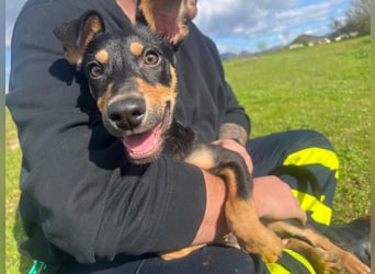Fosquito, ein katzenverträglicher Gute Laune Hund