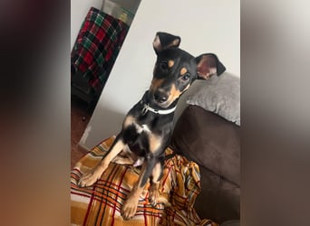 Fosquito, ein katzenverträglicher Gute Laune Hund