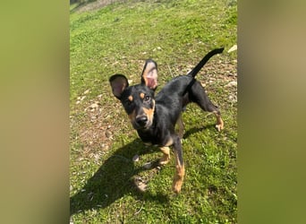 Fosquito, ein katzenverträglicher Gute Laune Hund