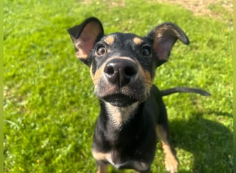 Fosquito, ein katzenverträglicher Gute Laune Hund