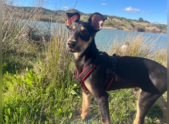 Fosquito, ein katzenverträglicher Gute Laune Hund