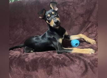 Fosquito, ein katzenverträglicher Gute Laune Hund