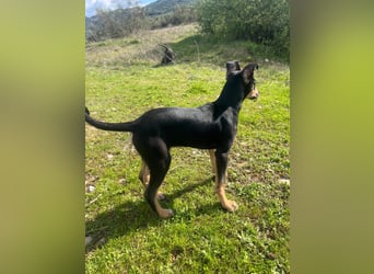 Fosquito, ein katzenverträglicher Gute Laune Hund