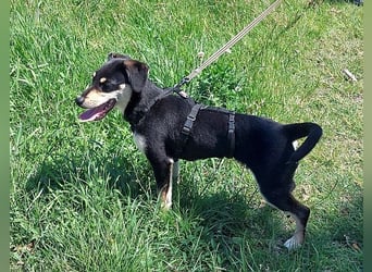 süße Pinscher-Mix Welpen Hündin "Dara" sucht ein Zuhause