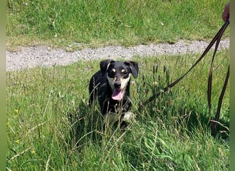süße Pinscher-Mix Welpen Hündin "Dara" sucht ein Zuhause