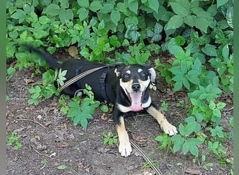 süße Pinscher-Mix Welpen Hündin "Dara" sucht ein Zuhause