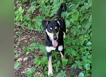 süße Pinscher-Mix Welpen Hündin "Dara" sucht ein Zuhause