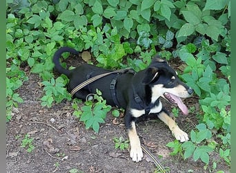 süße Pinscher-Mix Welpen Hündin "Dara" sucht ein Zuhause