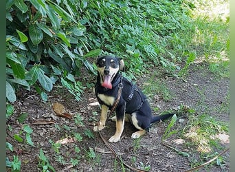 süße Pinscher-Mix Welpen Hündin "Dara" sucht ein Zuhause