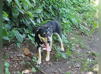 süße Pinscher-Mix Welpen Hündin "Dara" sucht ein Zuhause