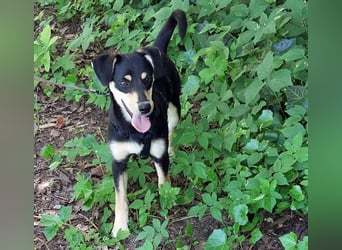 süße Pinscher-Mix Welpen Hündin "Dara" sucht ein Zuhause