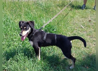 süße Pinscher-Mix Welpen Hündin "Dara" sucht ein Zuhause