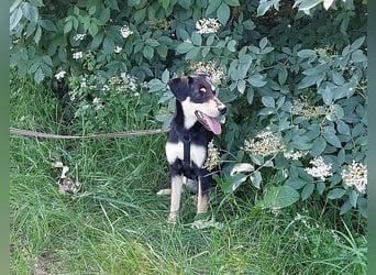 süße Pinscher-Mix Welpen Hündin "Dara" sucht ein Zuhause