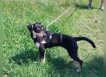 süße Pinscher-Mix Welpen Hündin "Dara" sucht ein Zuhause