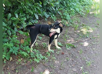 süße Pinscher-Mix Welpen Hündin "Dara" sucht ein Zuhause