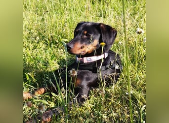 Eleni, Deutscher Pinscher, jung, aktiv, sucht aktive Menschen