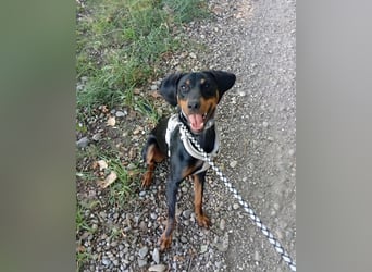 Eleni, Deutscher Pinscher, jung, aktiv, sucht aktive Menschen