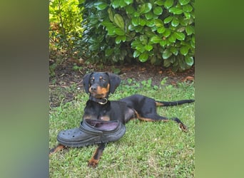 Eleni, Deutscher Pinscher, jung, aktiv, sucht aktive Menschen