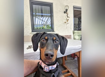 Eleni, zuckersüße, sehr aktive und soziale Junghündin