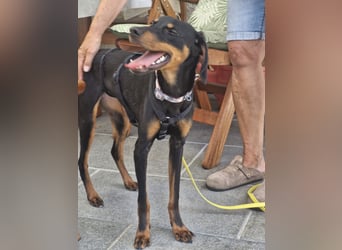 Eleni, Deutscher Pinscher, jung, aktiv, sucht aktive Menschen