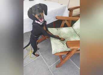 Eleni, Deutscher Pinscher, jung, aktiv, sucht aktive Menschen