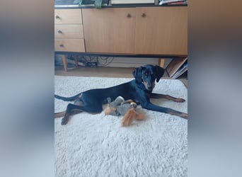 Eleni, Deutscher Pinscher, jung, aktiv, sucht aktive Menschen