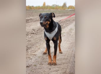 Aufmerksamer BOB sucht eine aktive Familie