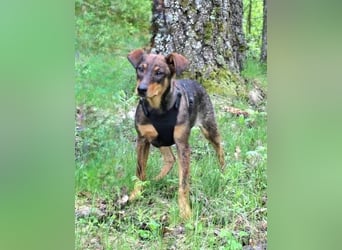 Lustige BETA  sucht ein Zuhause