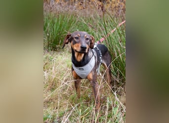 Ausgeglichener BRUNO sucht eine Familie