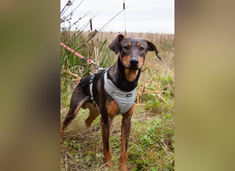 Ausgeglichener BRUNO sucht eine Familie