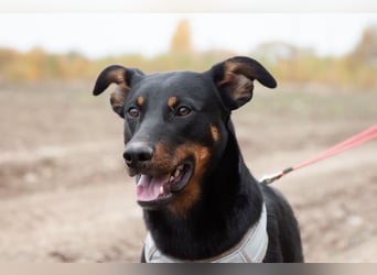 Aufmerksamer BOB sucht eine aktive Familie