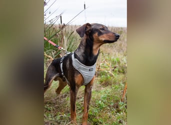 Ausgeglichener BRUNO sucht eine Familie