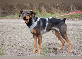 Ausgeglichener BRUNO sucht eine Familie