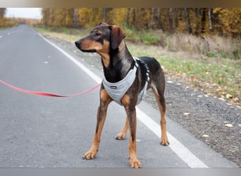 Ausgeglichener BRUNO sucht eine Familie