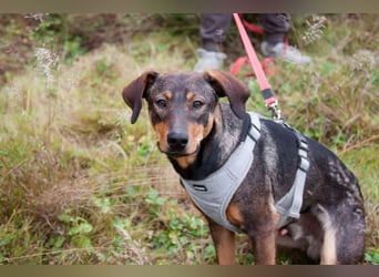 Ausgeglichener BRUNO sucht eine Familie