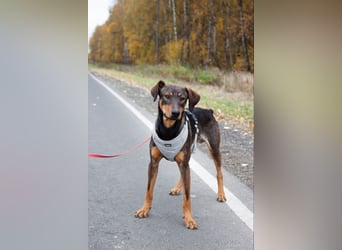 Ausgeglichener BRUNO sucht eine Familie
