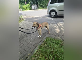 Nanni, kleiner Pinscher Mix Hündin