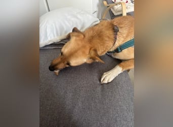 Nanni, kleiner Pinscher Mix Hündin