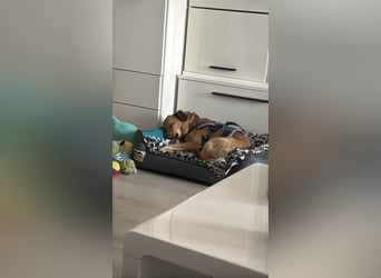 Nanni, kleiner Pinscher Mix Hündin