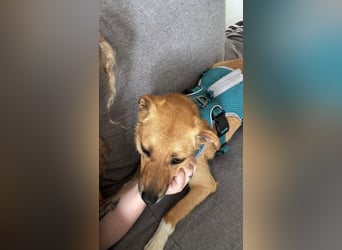 Nanni, kleiner Pinscher Mix Hündin