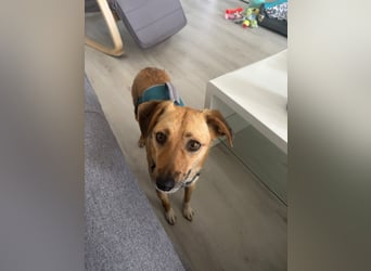 Nanni, kleiner Pinscher Mix Hündin