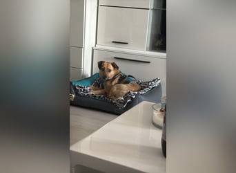 Nanni, kleiner Pinscher Mix Hündin