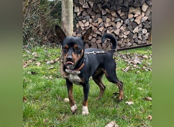 Toby  – kleiner Pinscher-Mix sucht aktive Herzensmenschen