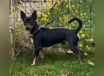 Toby  – kleiner Pinscher-Mix sucht aktive Herzensmenschen