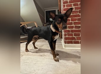 Toby  – kleiner Pinscher-Mix sucht aktive Herzensmenschen