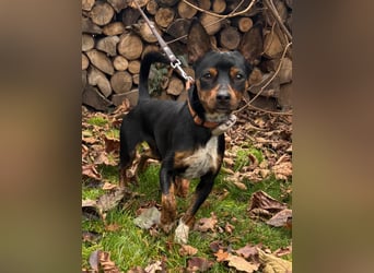 Toby  – kleiner Pinscher-Mix sucht aktive Herzensmenschen