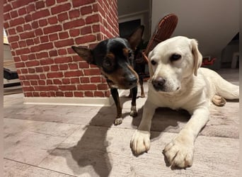 Toby  – kleiner Pinscher-Mix sucht aktive Herzensmenschen