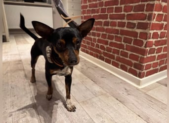 Toby  – kleiner Pinscher-Mix sucht aktive Herzensmenschen